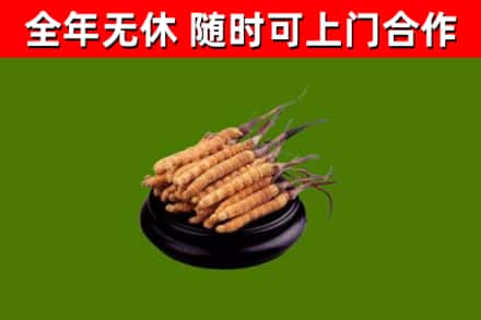 北湖烟酒回收冬虫夏草.jpg